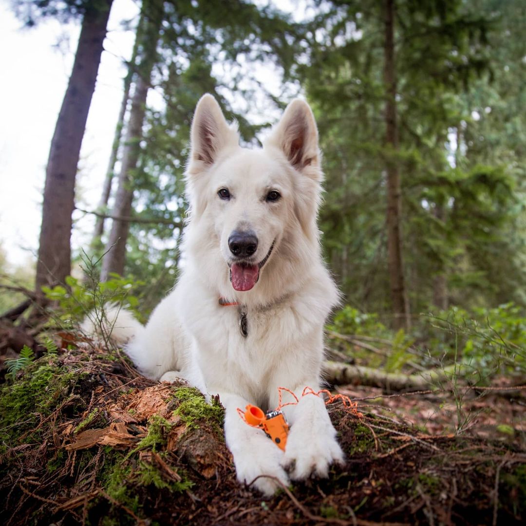 Fire Lite Fuel-Free Lighter