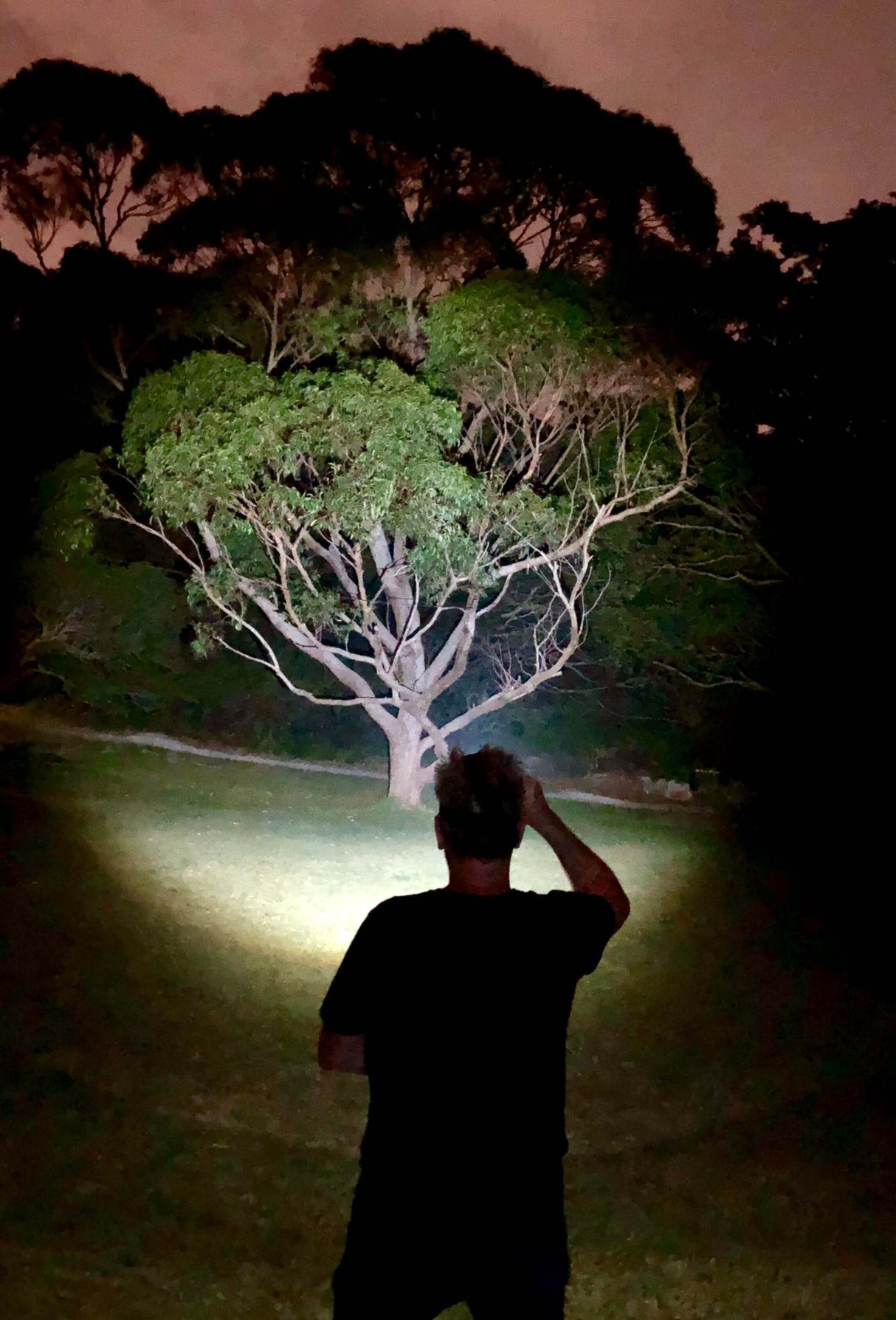 Headlamp MH11 (Black Edition)