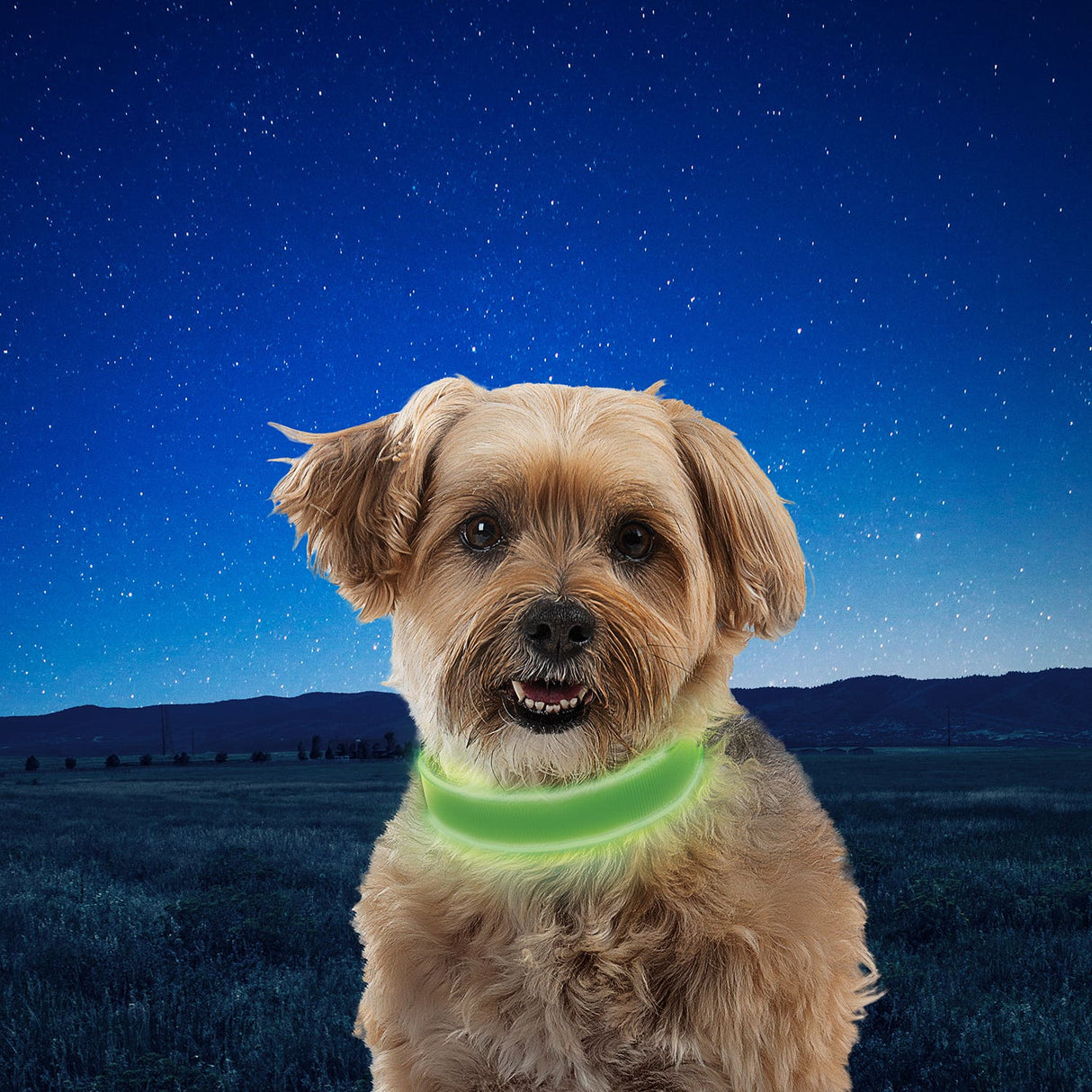 Nitedog Rechargeable LED Collar