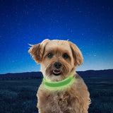 Nitedog Rechargeable LED Collar