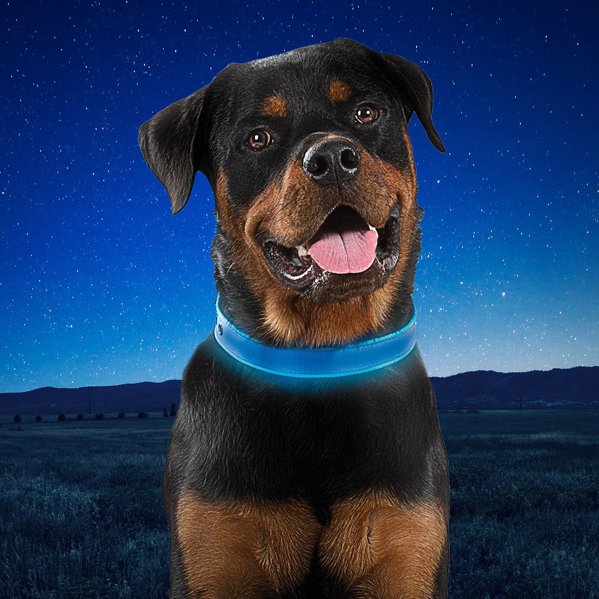 Nitedog Rechargeable LED Collar