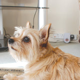 Advanced Pest Repeller