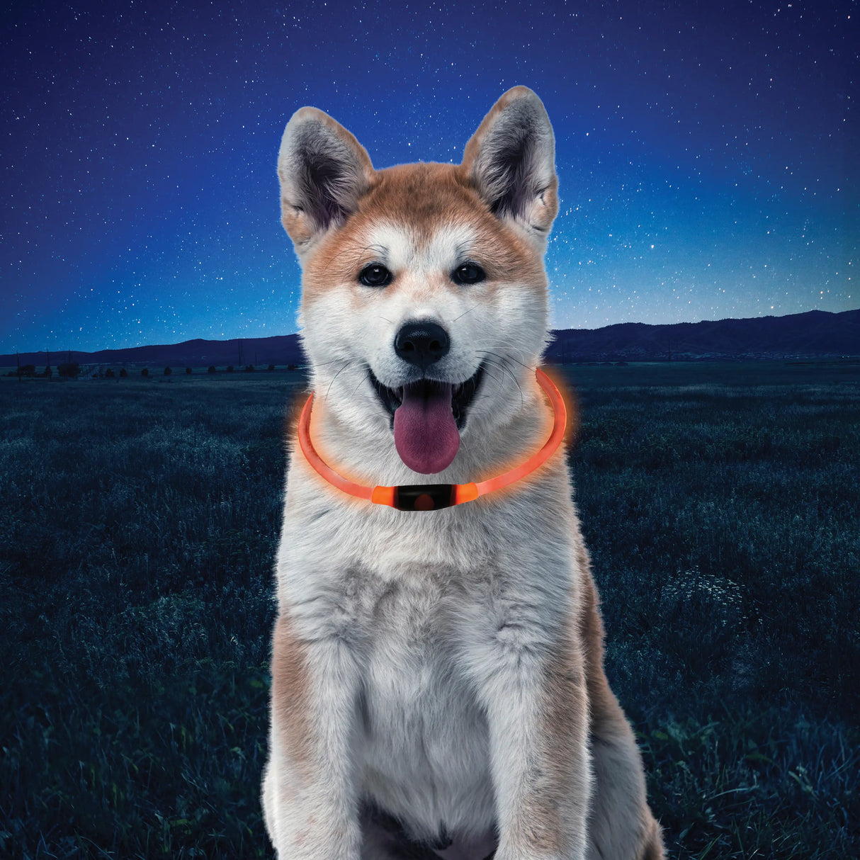 Pet Nitehowl® Led Safety Necklace - Disc-O Select™