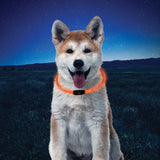 Pet Nitehowl® Led Safety Necklace - Disc-O Select™