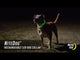 Nitedog Rechargeable LED Collar