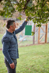 Horse Chestnut Leaf Miner Trap - Twinpack