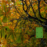 Horse Chestnut Leaf Miner Trap - Twinpack